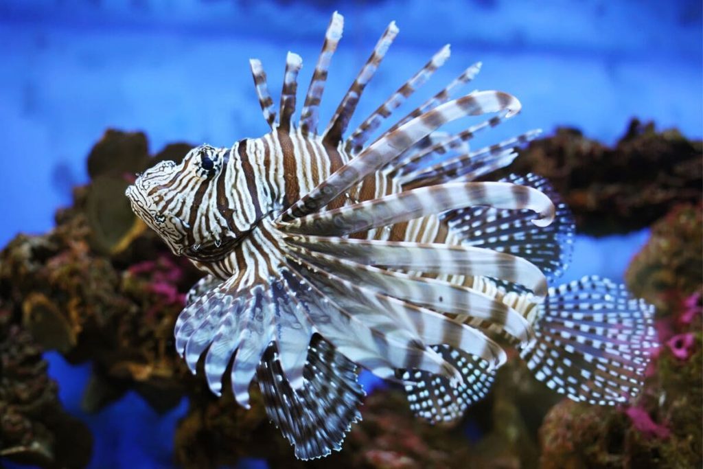 A vibrant lionfish swimming in the clear waters of the Red Sea, displaying its striking striped fins and bold colors