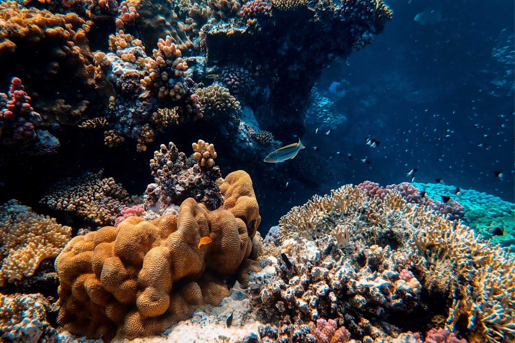 A diverse assembly of marine life in the Red Sea, featuring colorful fish swimming around vibrant coral formations