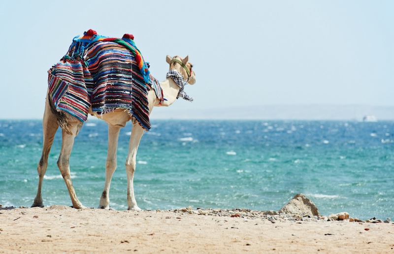 a-camel-by-the-beach