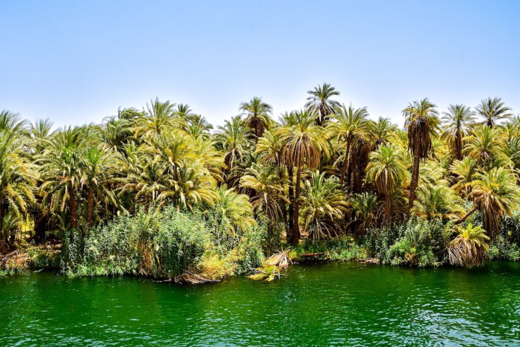 A dense cluster of palm trees thriving along the green waters of a river.