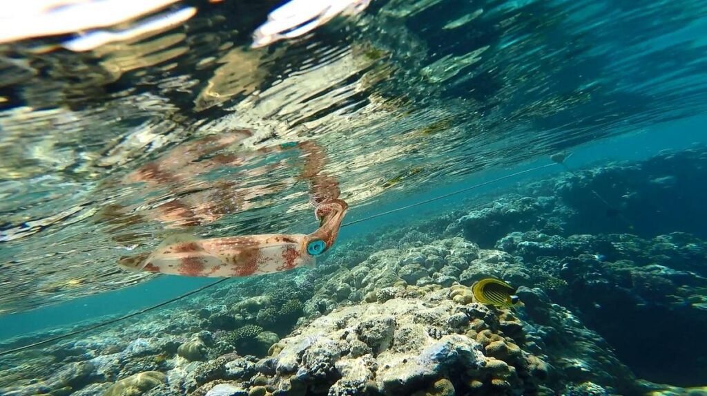 sataya reef