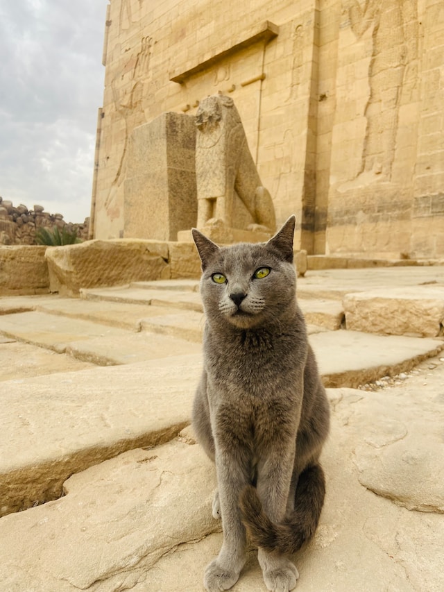 Gray cat sitting like a sphinx before the Temple of Isis in Aswan, Egypt.
