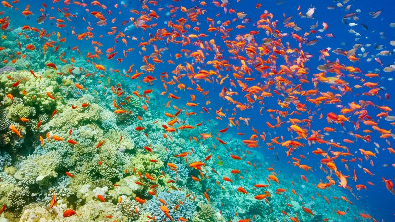A vibrant underwater scene with a multitude of red fish swimming above coral reefs in clear blue water