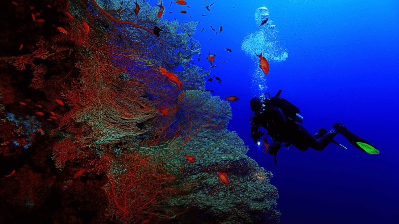 A scuba diver explores the vibrant marine life along a coral wall in the deep blue sea