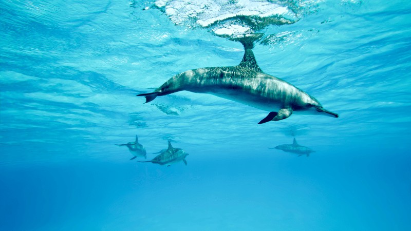 Three dolphins swimming gracefully under the crystal-clear blue water."