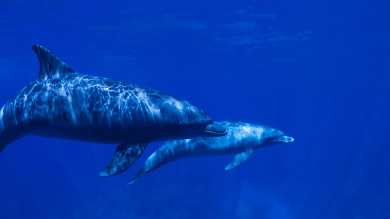 "Two dolphins swimming gracefully in the clear blue ocean."
