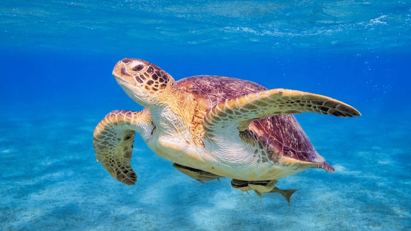 "A sea turtle swimming serenely in clear blue ocean waters."