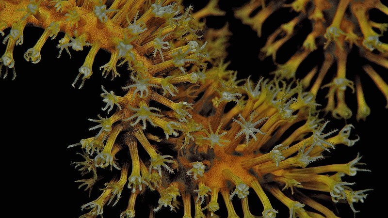Close-up image of yellow coral polyps extended in dark water.