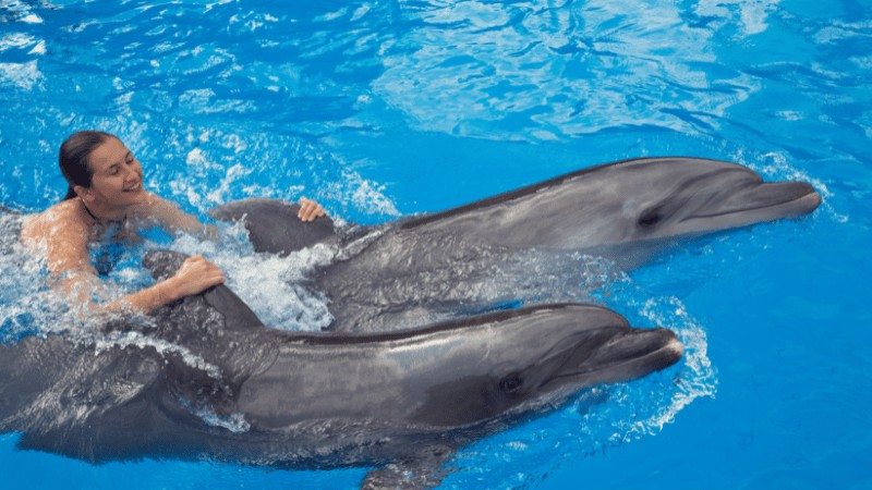 A person smiling while swimming and holding onto two dolphins in a clear blue pool.
