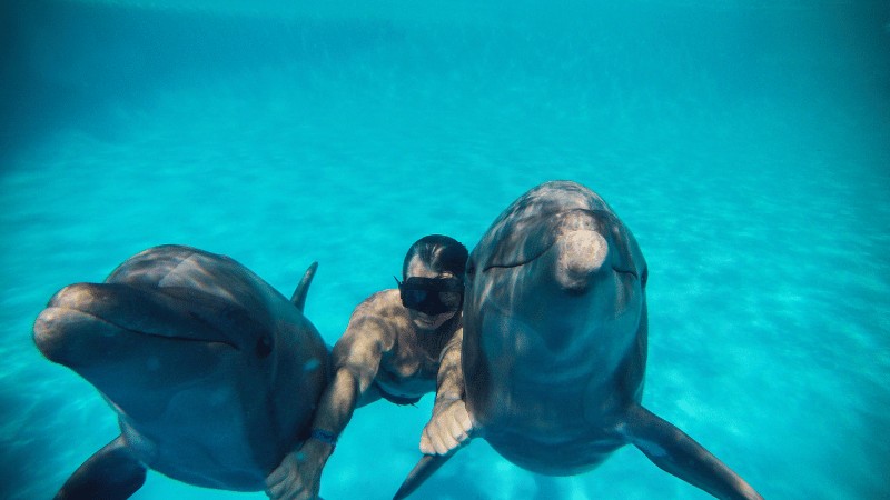 Person swimming underwater with two dolphins in clear blue waters