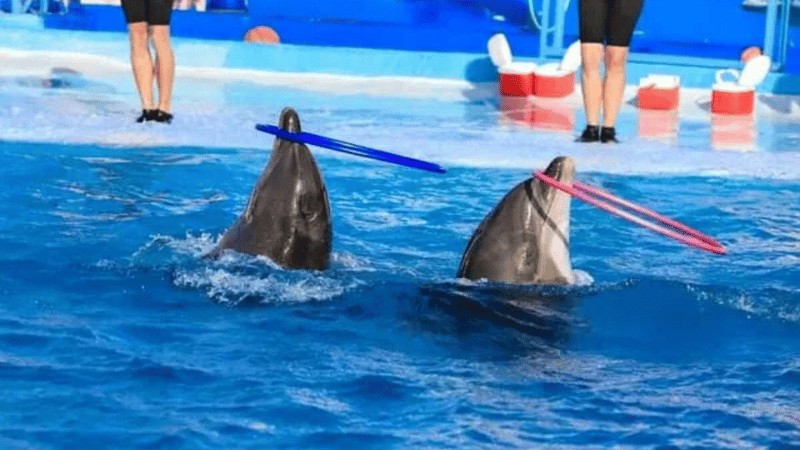Two dolphins in a pool balancing colored sticks on their noses during a marine animal performance