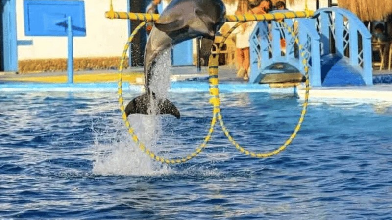 A dolphin jumping through a hoop above water at a marine animal show