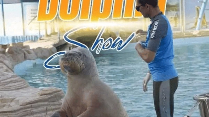 An unexpected guest at the dolphin show, this seal clearly enjoys the limelight