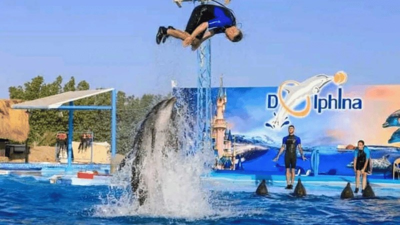 A trainer is propelled into the air by a dolphin at Dolphina Park.