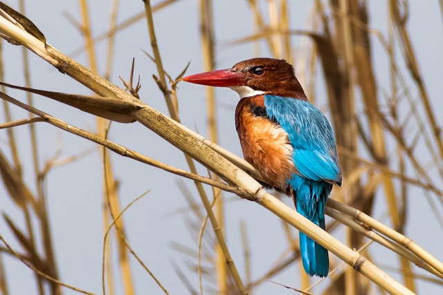 Avian Wonders: 9-Day Egypt Bird Watching Adventure