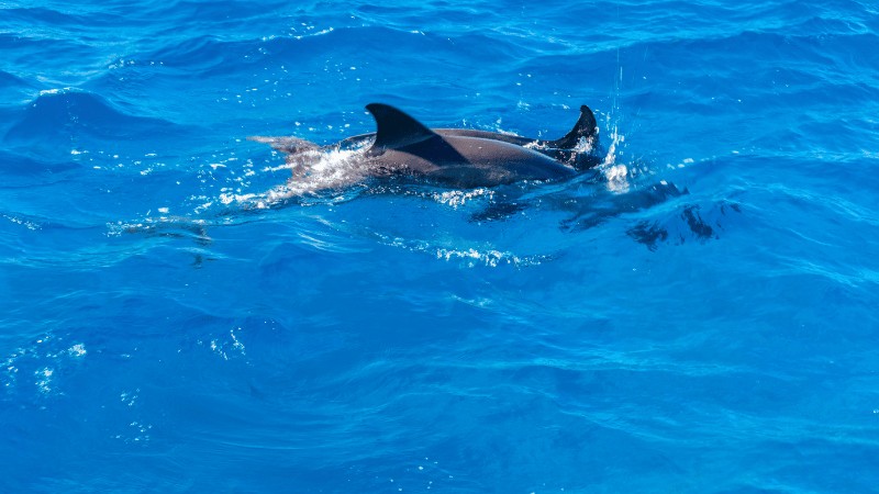 "A dolphin gliding through the deep blue sea."