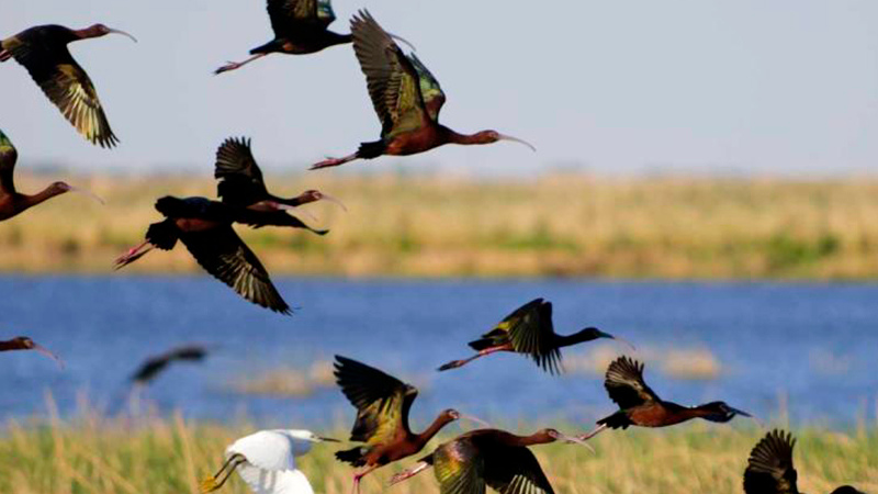 A flock of glossy ibises taking flight over a marshy area.