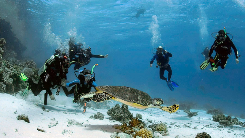 Scuba divers encounter a sea turtle near a coral reef.