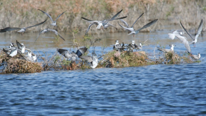 Birds taking off from a small island in a river.