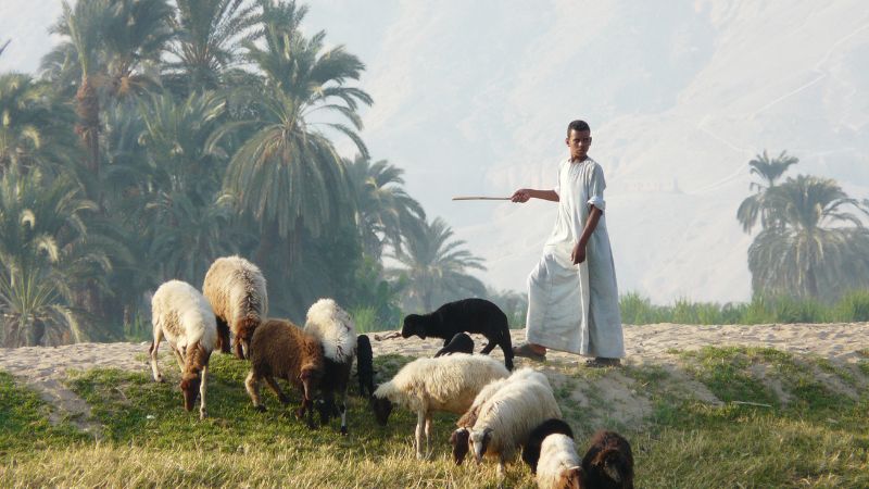 "Shepherd with flock of sheep in a palm grove in Egypt."