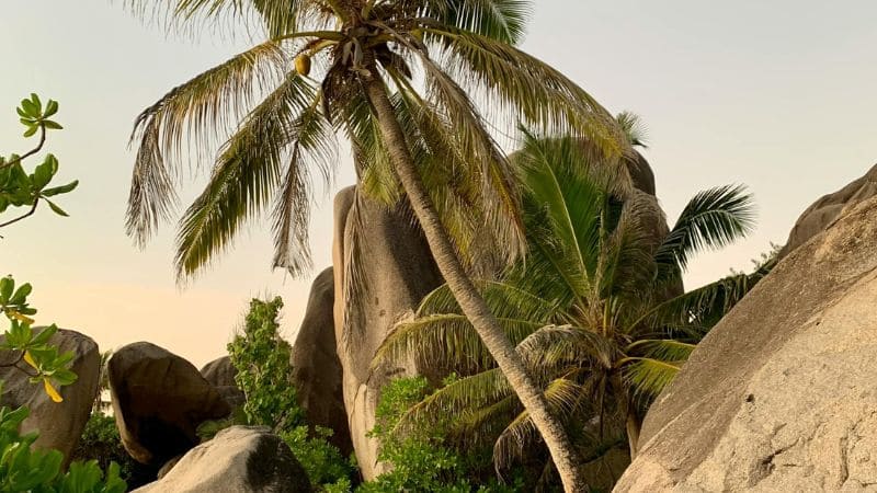 "Palm trees and boulders on a tropical island at dusk.