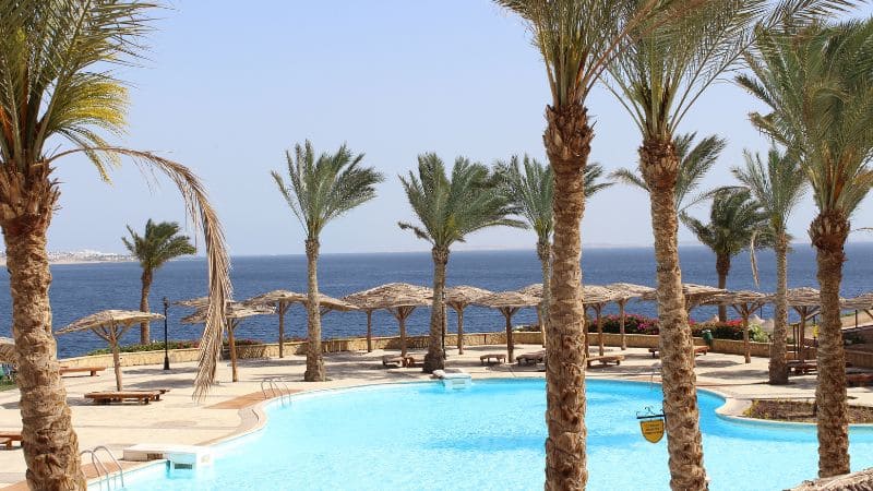 A tranquil resort pool flanked by palm trees, overlooking the serene Red Sea.
