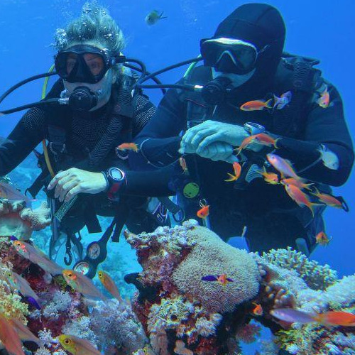 wo scuba divers interacting with colorful fish on a coral reef underwater