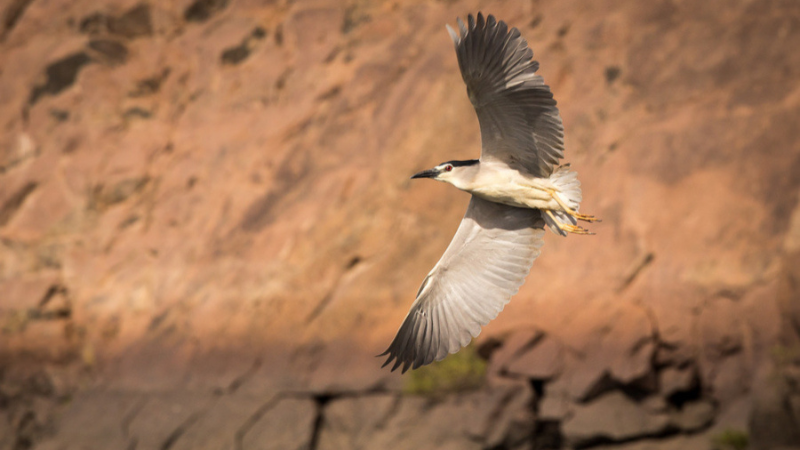 A single black-crowned night heron flying with wings fully extended.