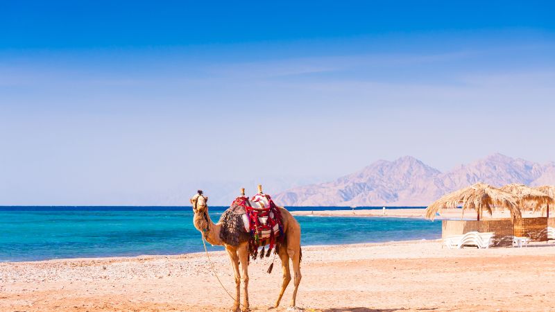 Camel on a sandy beach with mountains in the background.