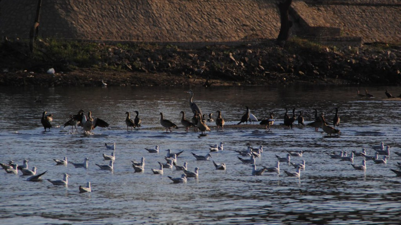 Seagulls and cormorants gathered on the Nile River at dusk.