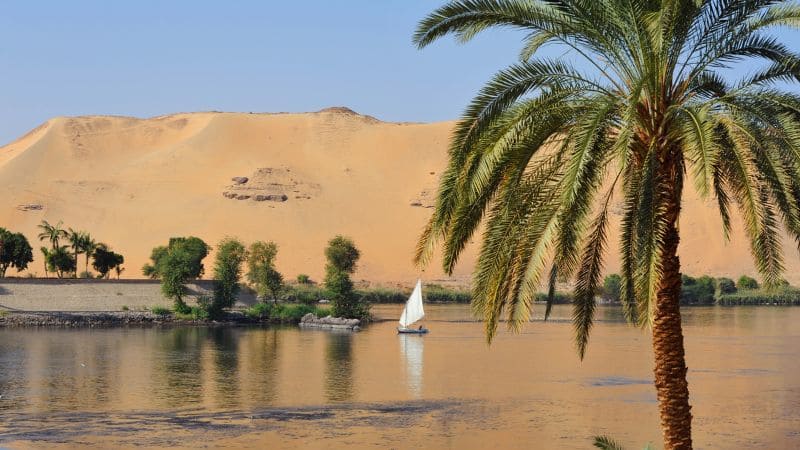 Palm tree foregrounding a serene Nile River and dunes
