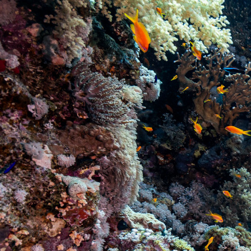 An underwater scene with diverse coral and tropical fish by a reef wall