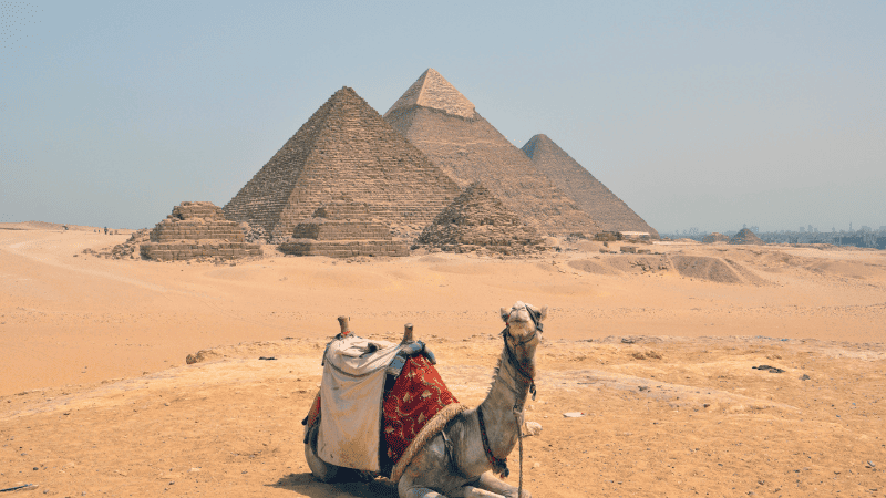 A camel in front of the pyramids of Giza