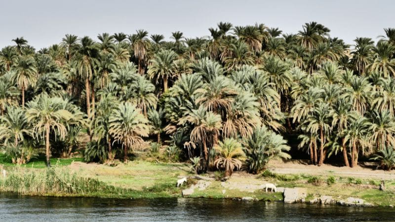Dense palm trees along the Nile River with clear water in the foreground.