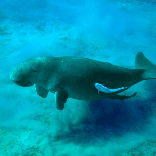 A manatee grazing on sea grass under the clear blue water.