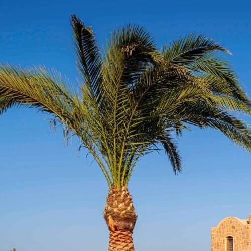 A single palm tree against a clear blue sky.