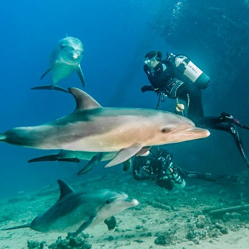 A scuba diver and three dolphins underwater near a seabed.