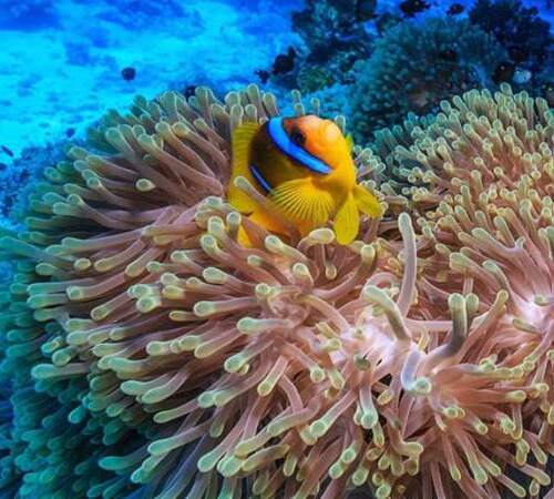 A clownfish nestled in its sea anemone home on a coral reef.