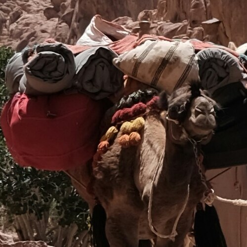 Close-up of a heavily burdened camel with colorful textiles in a rocky desert setting