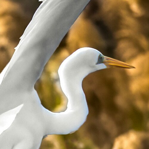 Close-up of a great egret with its long neck elegantly curved