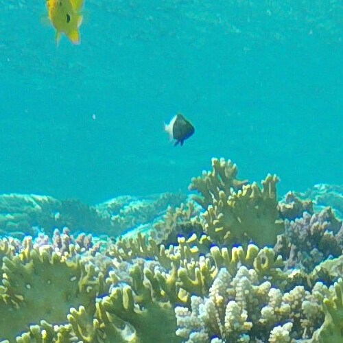 A black and white fish swims above vibrant coral in clear blue water