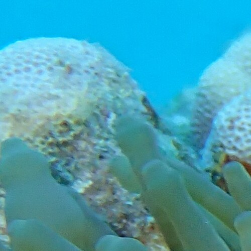 Close-up of coral and sea anemone under water, showcasing marine life textures