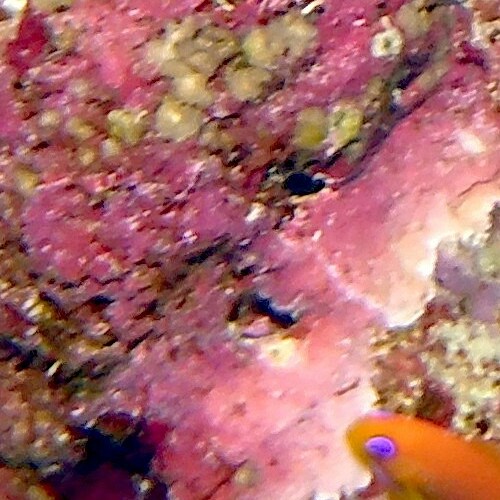 Close-up image of a colorful underwater reef with tiny fish and marine life