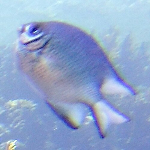 A blurry image of a blue fish swimming underwater