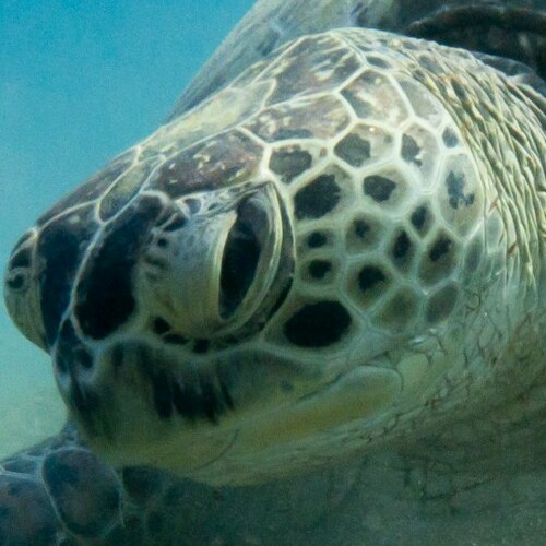 Close-up of a green sea turtle's face underwater, highlighting its intricate eye patterns and textured skin