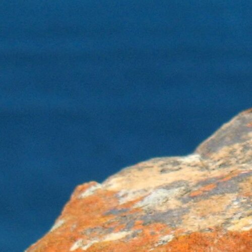 Close-up of a rock surface with orange lichen against a deep blue water backdrop