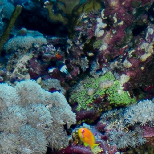 Colorful fish swimming among coral and anemones on a reef
