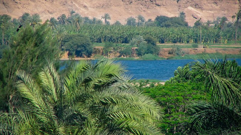 View of the Nile River through lush palm foliage