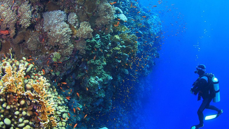 Scuba diver exploring a vibrant coral reef with abundant marine life in the clear blue waters of the Red Sea