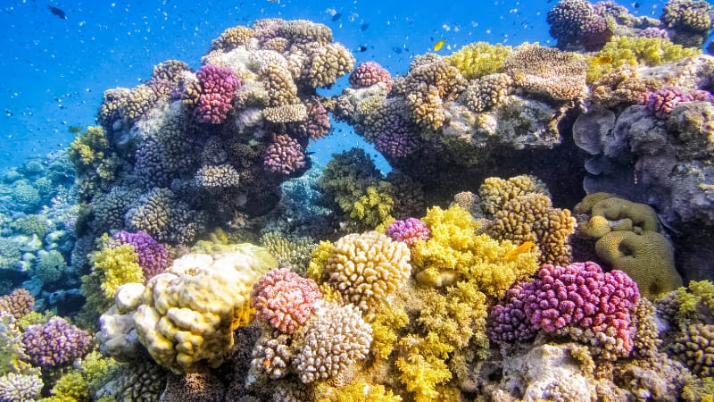 Close-up of vibrant coral reefs in Marsa Alam, showcasing colorful corals and marine life.